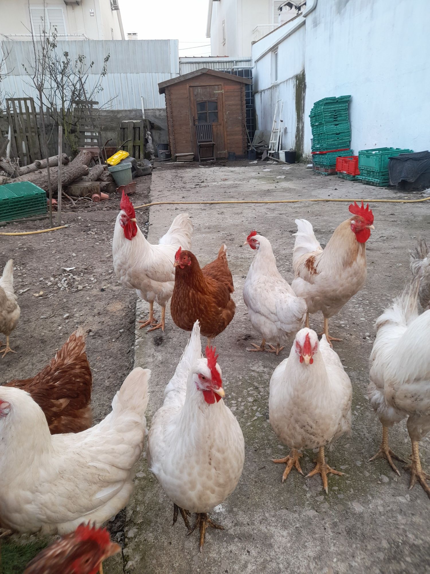 Ovos da Quinta caseiros