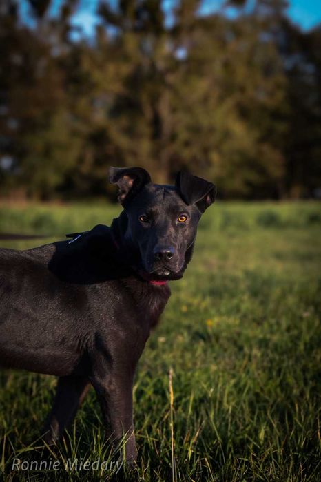 Ronnie - piękny, duży, przyjazny pies ADOPCJA