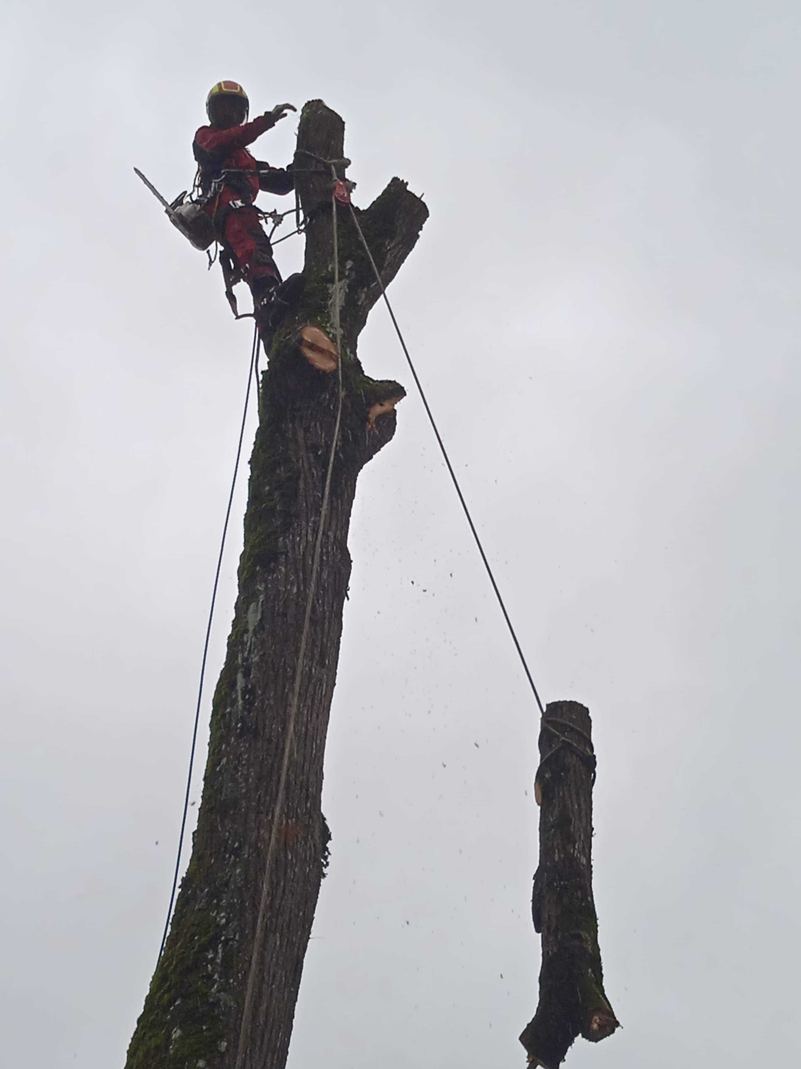 Pielęgnacja i wycinka drzew alpinistycznie, sadzenie drzew