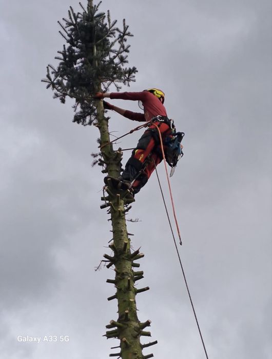 Wycinka drzew, Wycinka drzew trudnych, Arborysta, pielęgnacje