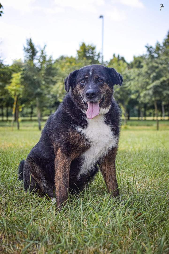 Na spacerach jeszcze potrafi się uśmiechać. Pies do adopcji!