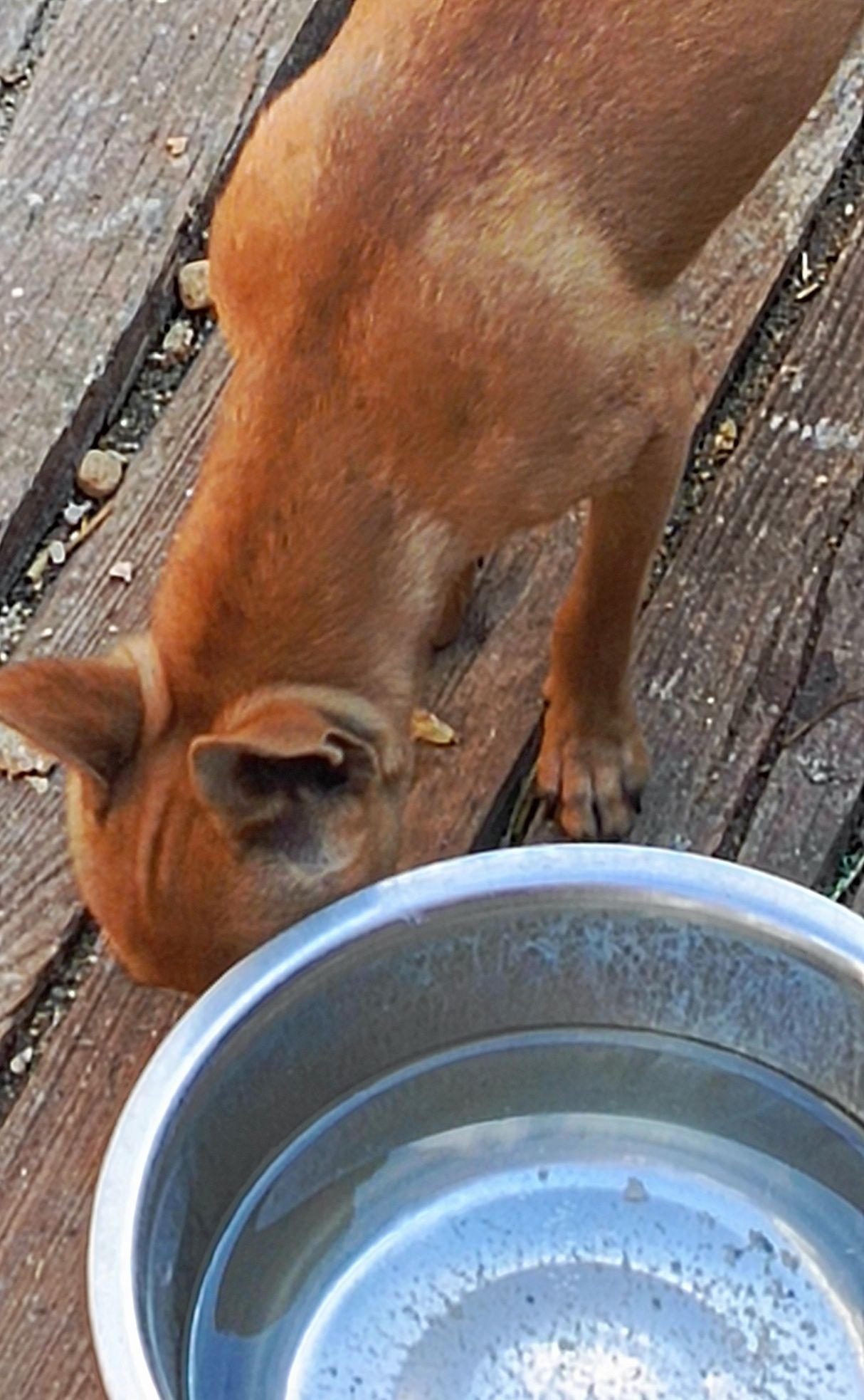 Sunia chihuahua ruda