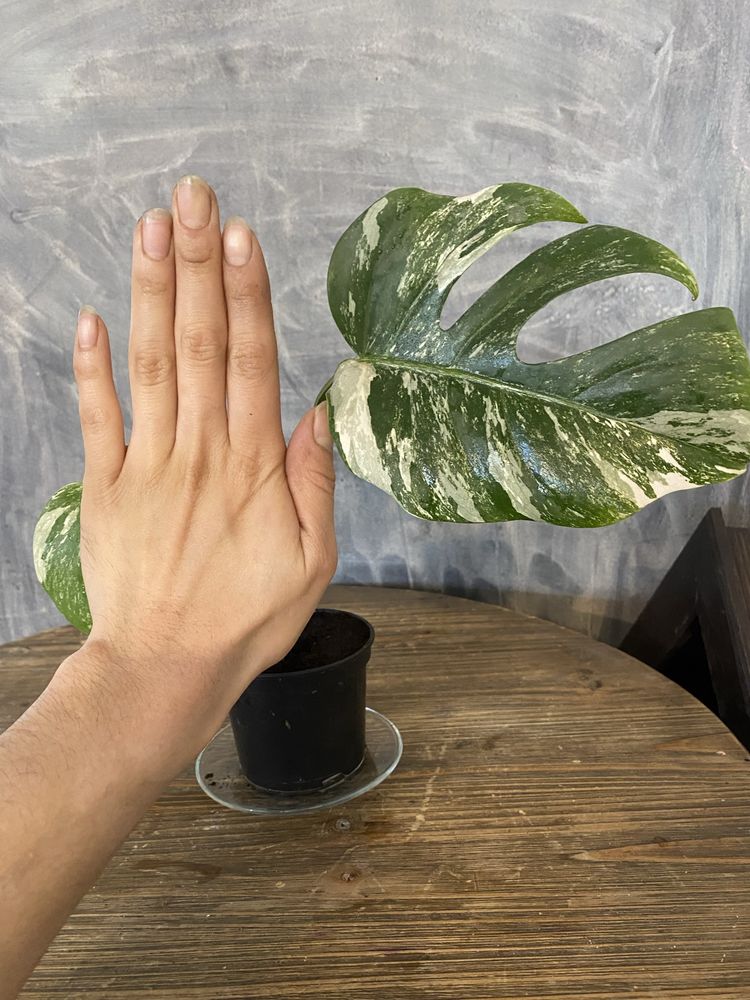 Monstera veregiata 3 liscie