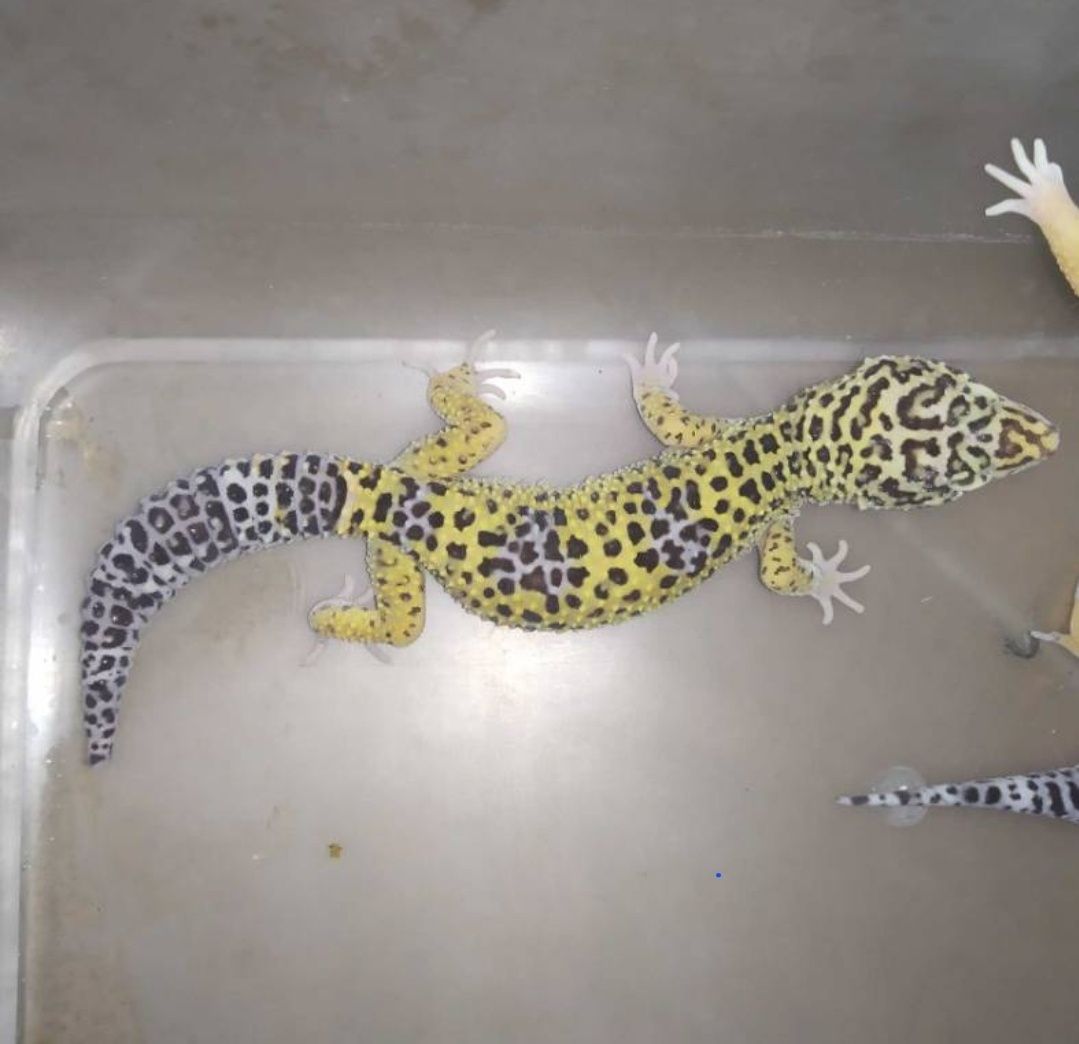 Gekon lamparci 5 lat razem z terrarium