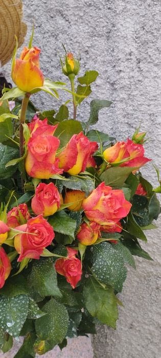 Pés de roseira para plantar / rosas para decoração / arranjos