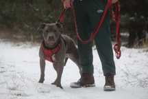Greta  -  w typie amstaff  . czytać opis