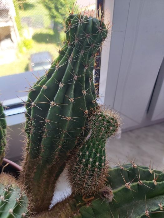 Kaktus kwitnący, duży, gęsty