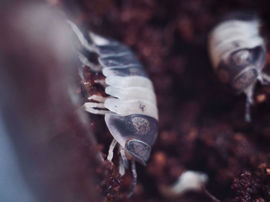 Ekipa sprzątająca do terrarium Isopody Cubaris Panda King 10 szt gekon