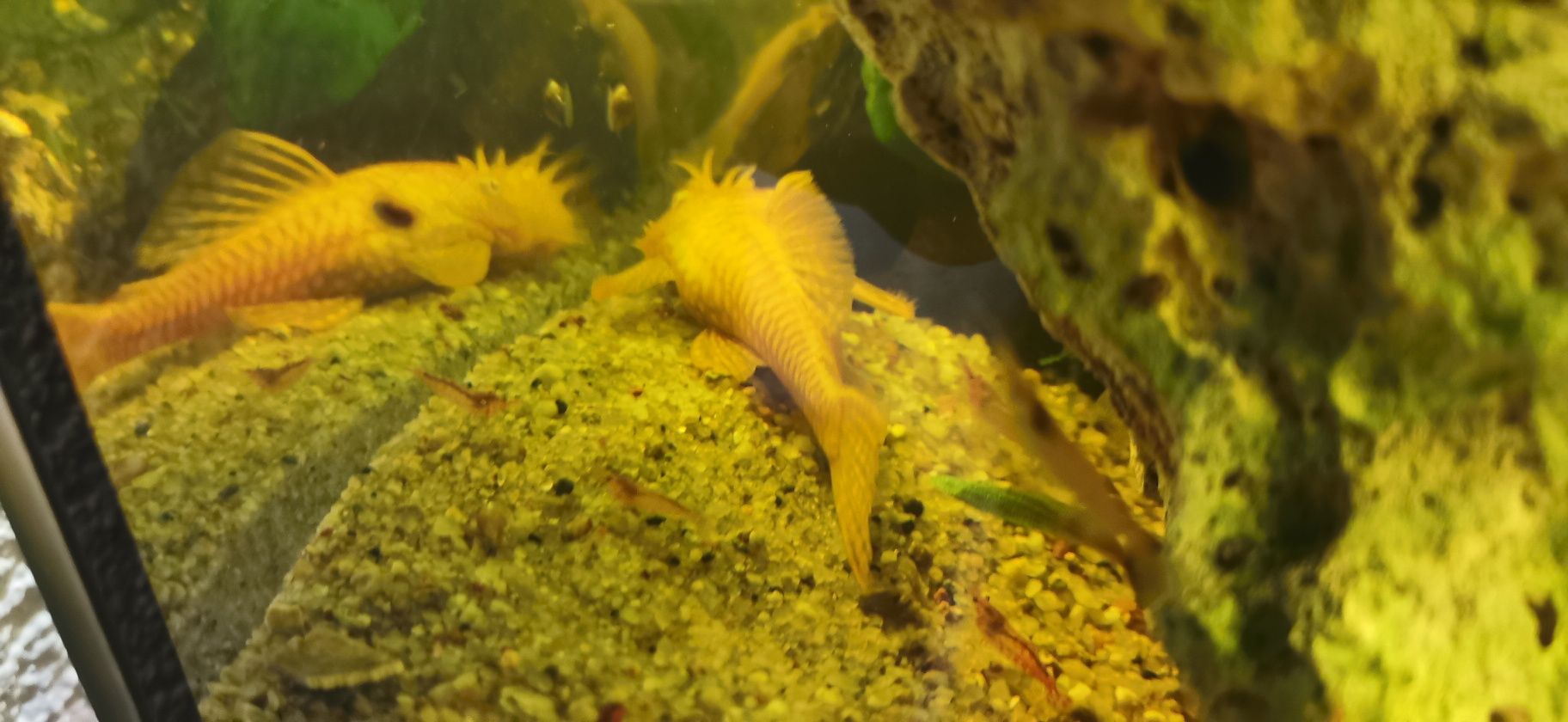 Akwarystyka koglonojady czarne 3 zł i żółte 4 zł rozmiar od 2 cm do 4,