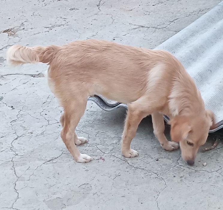 Цуценя (хлопчик)