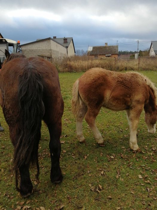 Sprzedam klacz ze źrebakiem ogierek