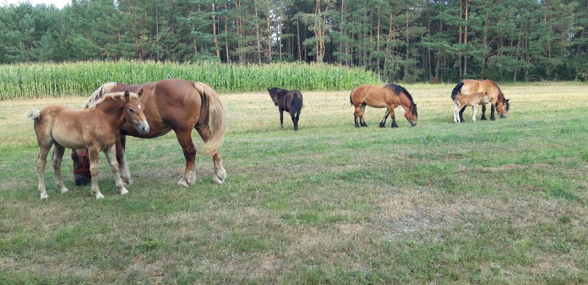 Konie ,zrebaki , klacze  ogier