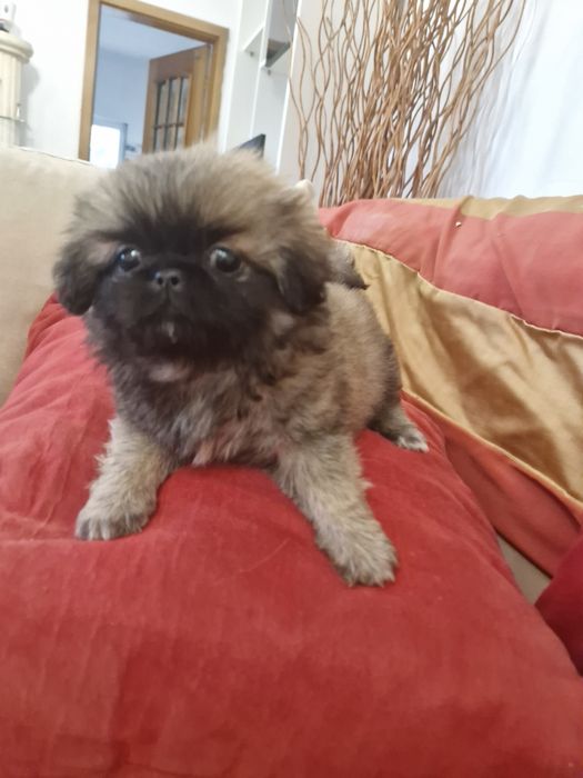 Pequenois  vacinado e desparesitado