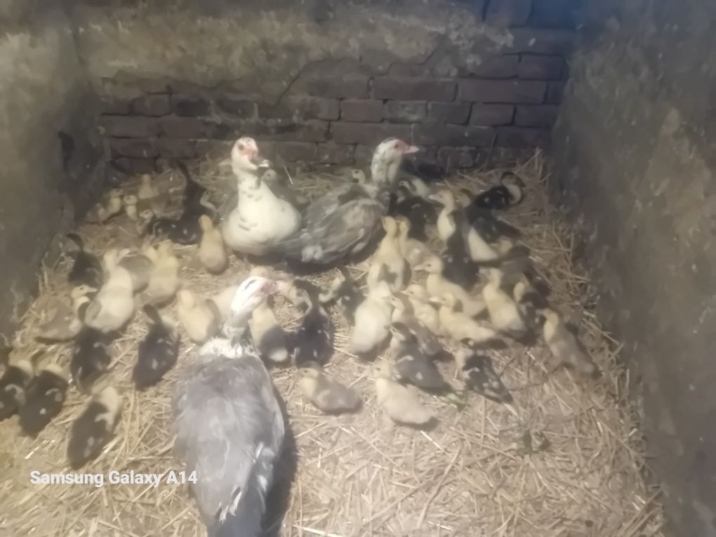 Sprzedam pisklęta kaczki francuskiej