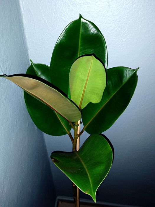 Juka Palma 2 w cenie 1 + 3 kwiatek gratis