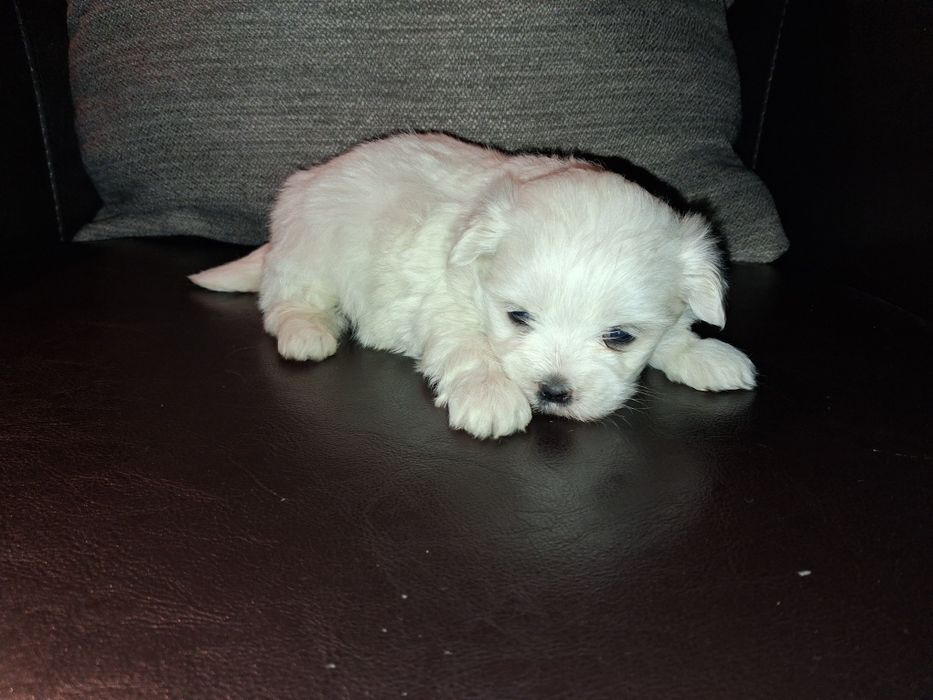 Bichon maltês macho