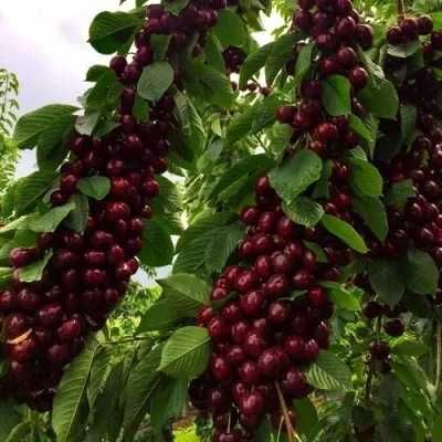 Пропонуємо саджанці черешні з розвиненою кореневою. Опт та Роздріб.