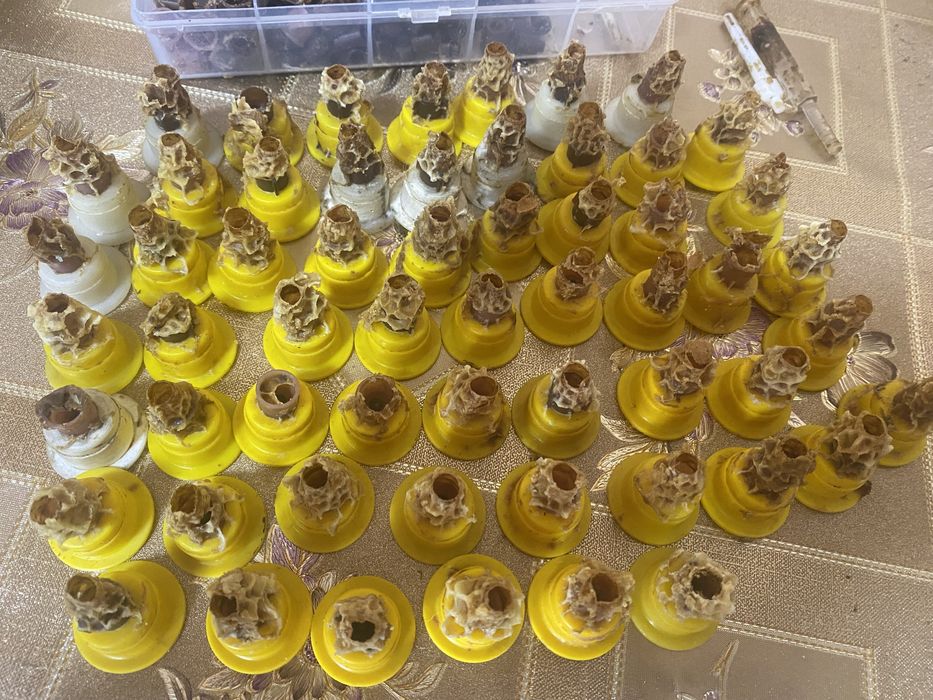 Бджолопакети бакфаст,італійка,Київ, Київска обл