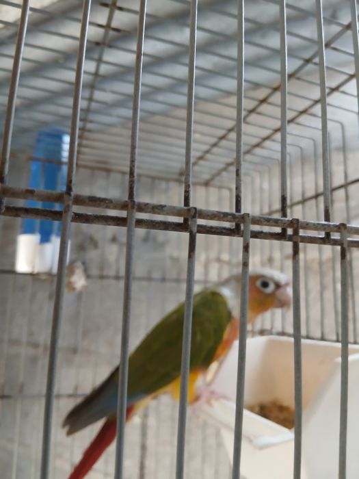 Pyrrhura domesticada