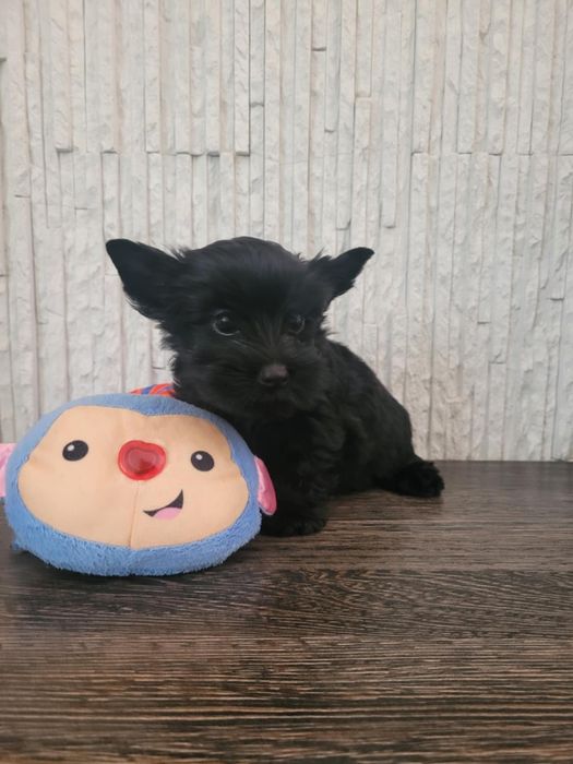 Yorkshire Terrier szczeniak