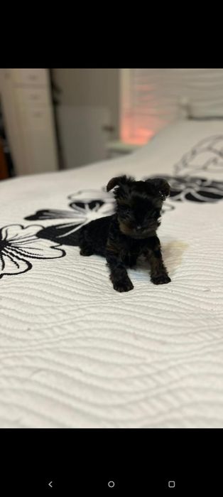 York terrier Simba piesek drobniutki
