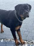 Rottweiler suczka fci
