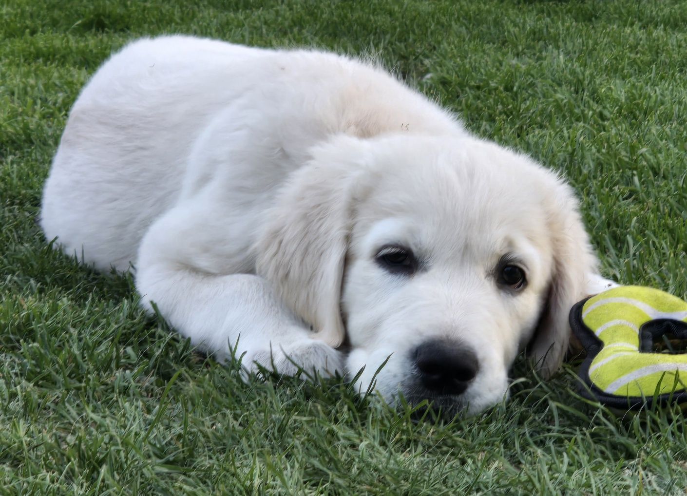 Golden Retriever SUCZKA ZKwP/FCI