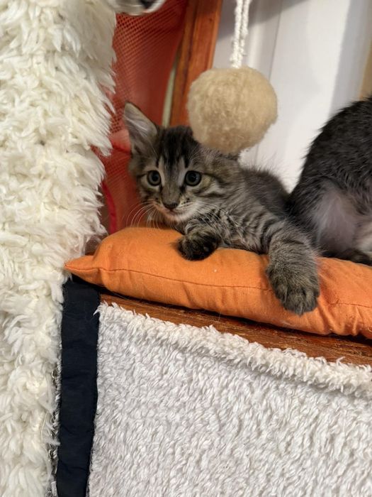 3х месячные котята.