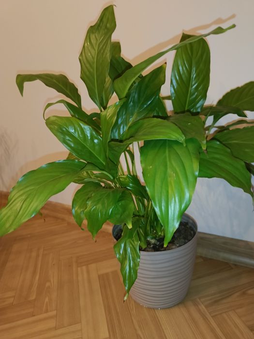 Skrzydłokwiat kwiatek doniczkowy