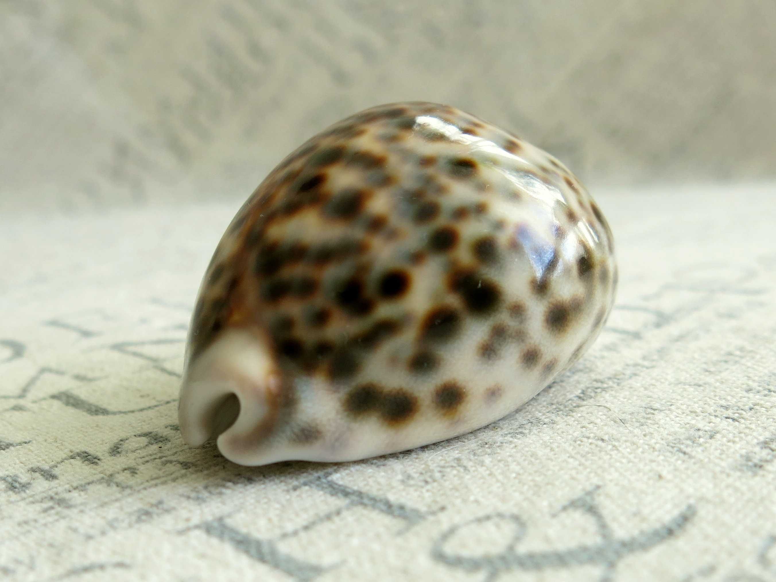 Muszla morska, porcelanka tygrysia - Cypraea tigris DWARF / 54 mm