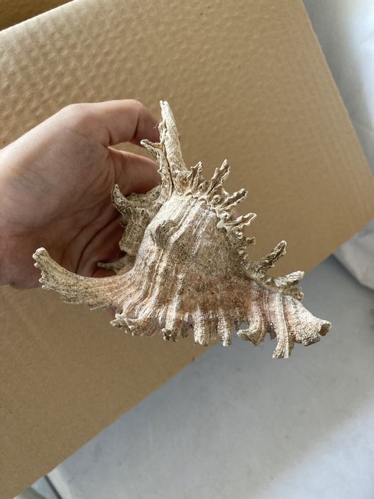 Vendo Buzios Angolanos