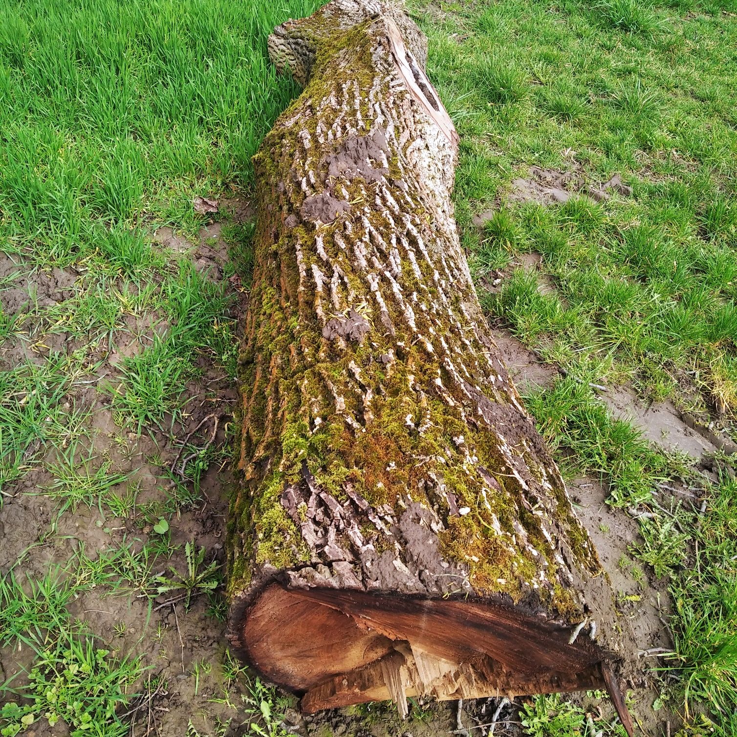 Sprzedam lub zamienię drzewo orzech