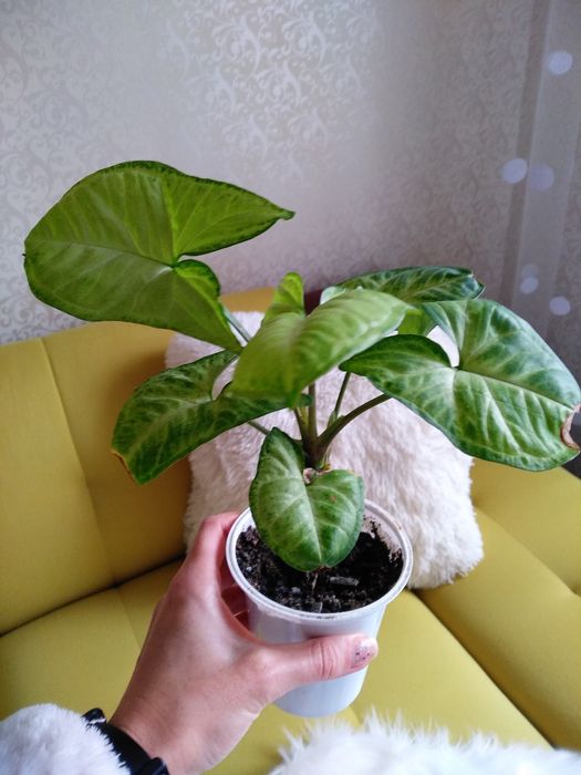 Сингониум укоренённый комнатные растения