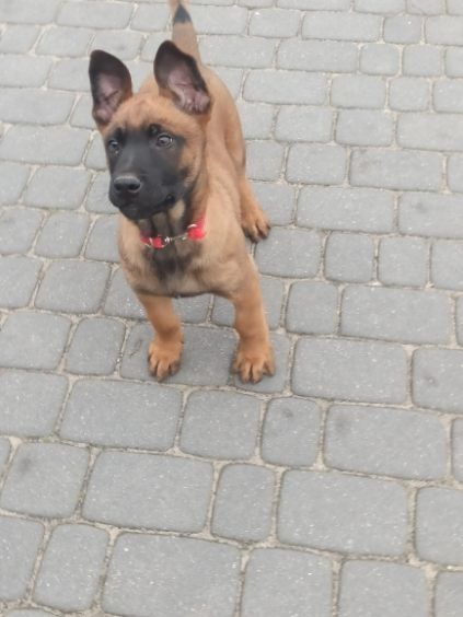 Owczarek Belgijski Malinois