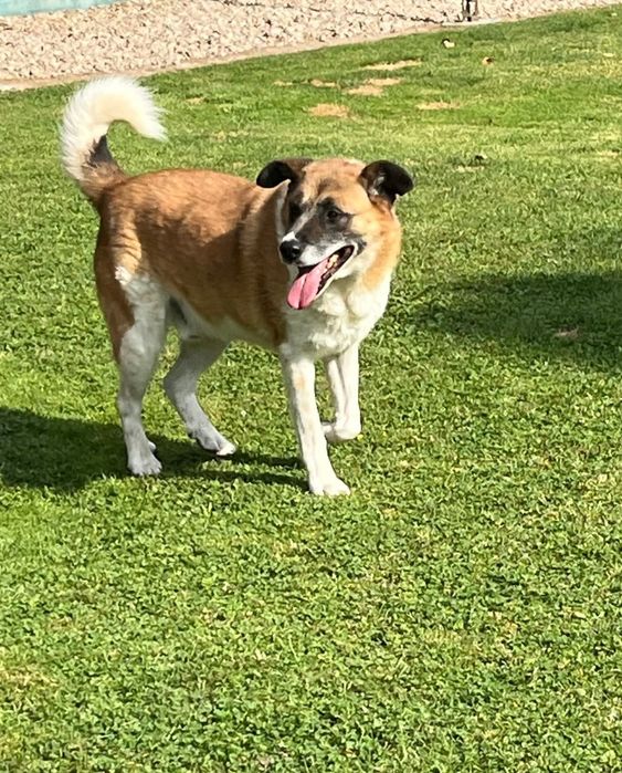 Rex, pies do adopcji