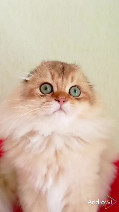 Нереально красивый котик золотая шиншилла Хайленд вислоухий