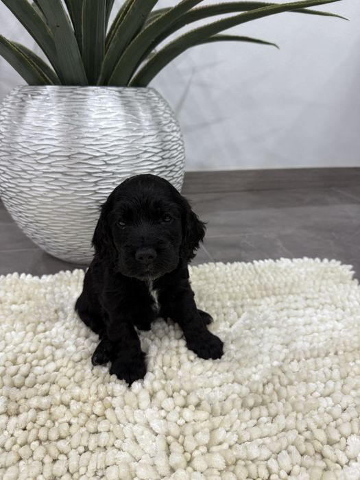 Cocker spaniel  inguels