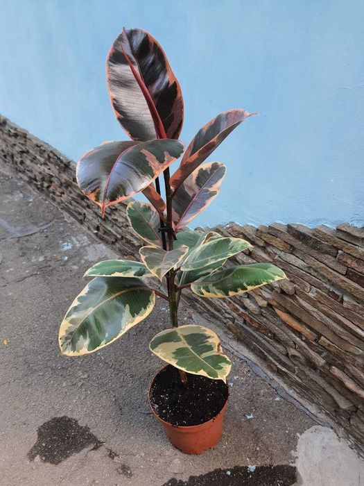 Фикусы Лировидный  Циатистипула  Анастасия Белиз Микрокарпа