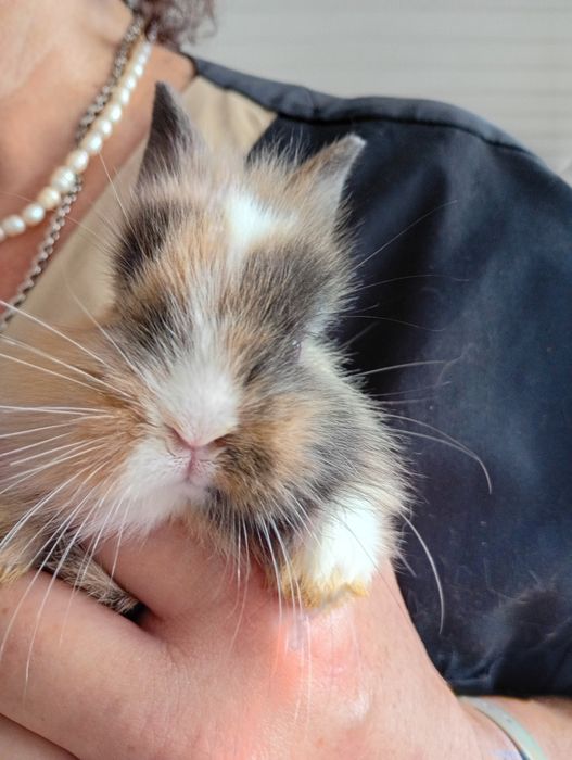 Декоративний карликовий кролик