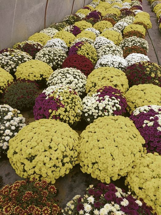 Chryzantemy drobnokwiatowe duży wybór