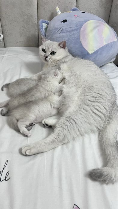 кошеня британська короткошерста срібна шиншила