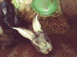 12 króliczków 1-miesięczne