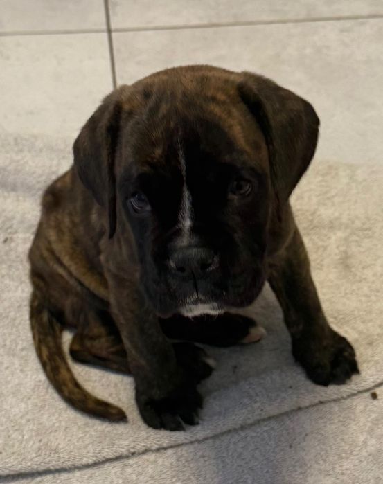 Bokser  piękna suczka