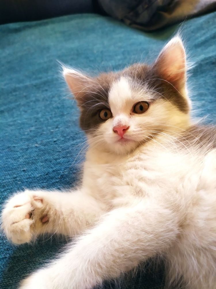 Віддам котика хлопчик
