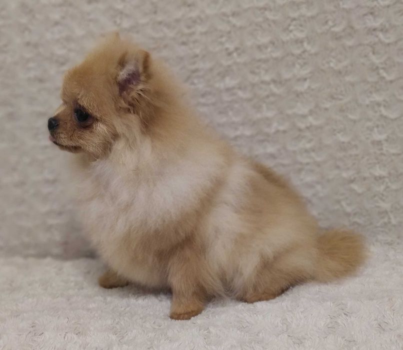 Szpic Miniaturowy (Pomeranian) - piękny piesek