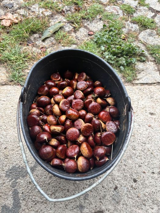 Castanhas da casta