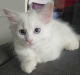 Ragdoll - dziewczynka Blue Bicolor z domowej hodowli