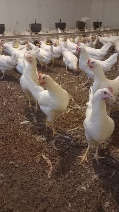 Kury Nioski Leghorn 24 tygodnie! Wysyłka od 10 sztuk.