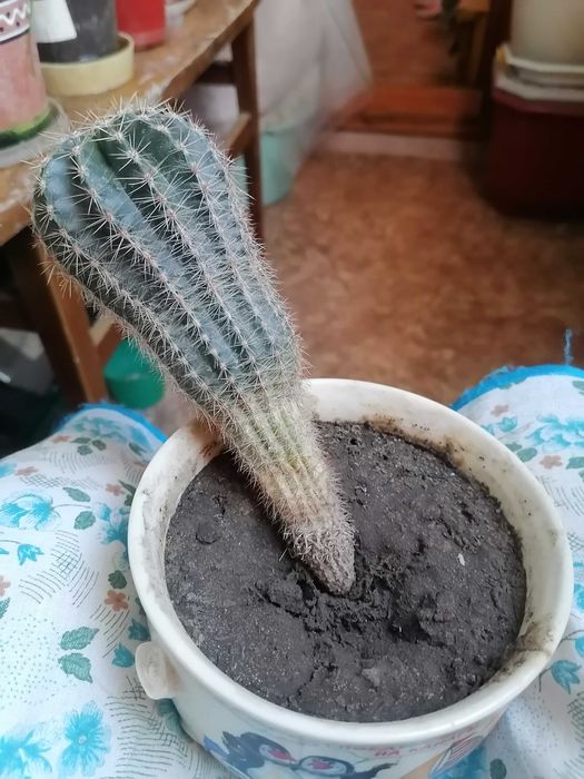 Комнатный кактус .