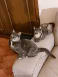 Gatinhas precisam de um lar